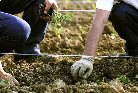 PRINTEMPS : LE MOMENT DE LA PLANTATION DES TOMATES